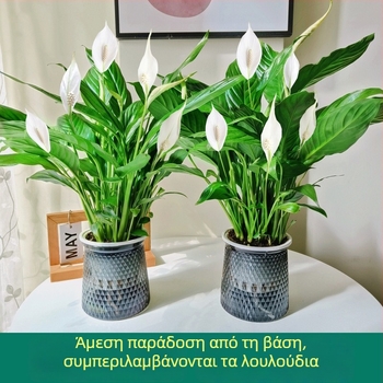Γλάστρα υδροπονίας με Peace Lily και Anthurium για γραφείο, εύκολη στη φροντίδα πράσινο φυτό με μπουμπούκια, ανθίζει όλο τον χρόνο