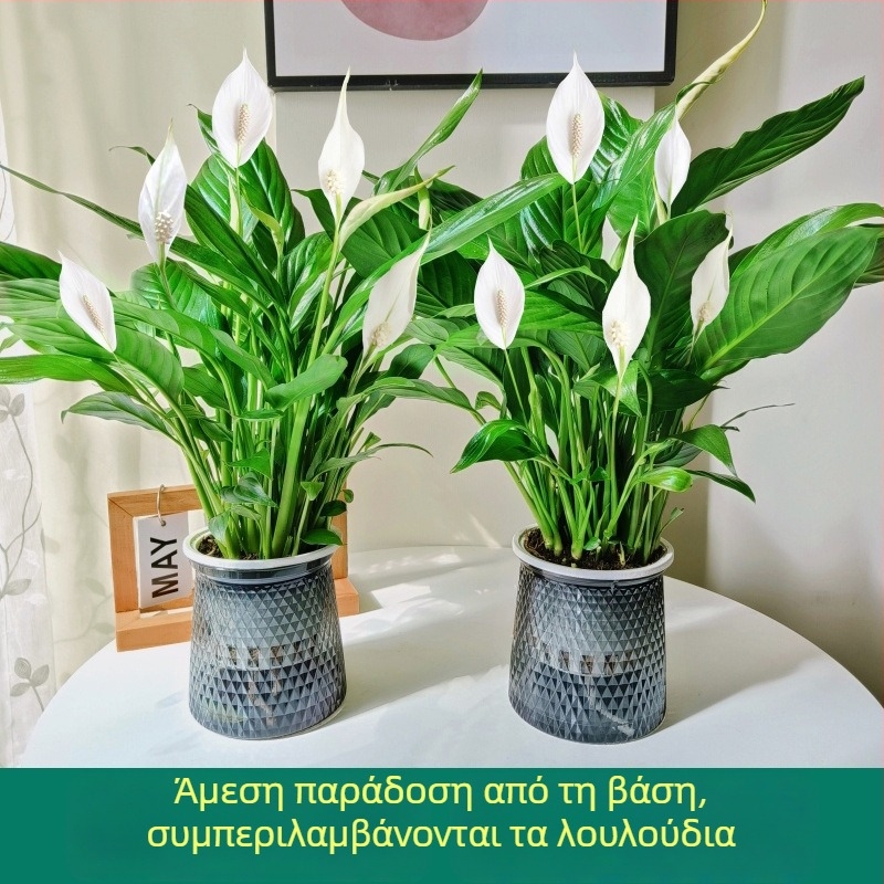 Γλάστρα υδροπονίας με Peace Lily και Anthurium για γραφείο, εύκολη στη φροντίδα πράσινο φυτό με μπουμπούκια, ανθίζει όλο τον χρόνο