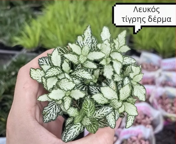 Φυτό βρύων για μικροτοπία με δικτυωτό γρασίδι, για εσωτερικά DIY displays, χρήση σε γλάστρες, μάρκα Flower Language