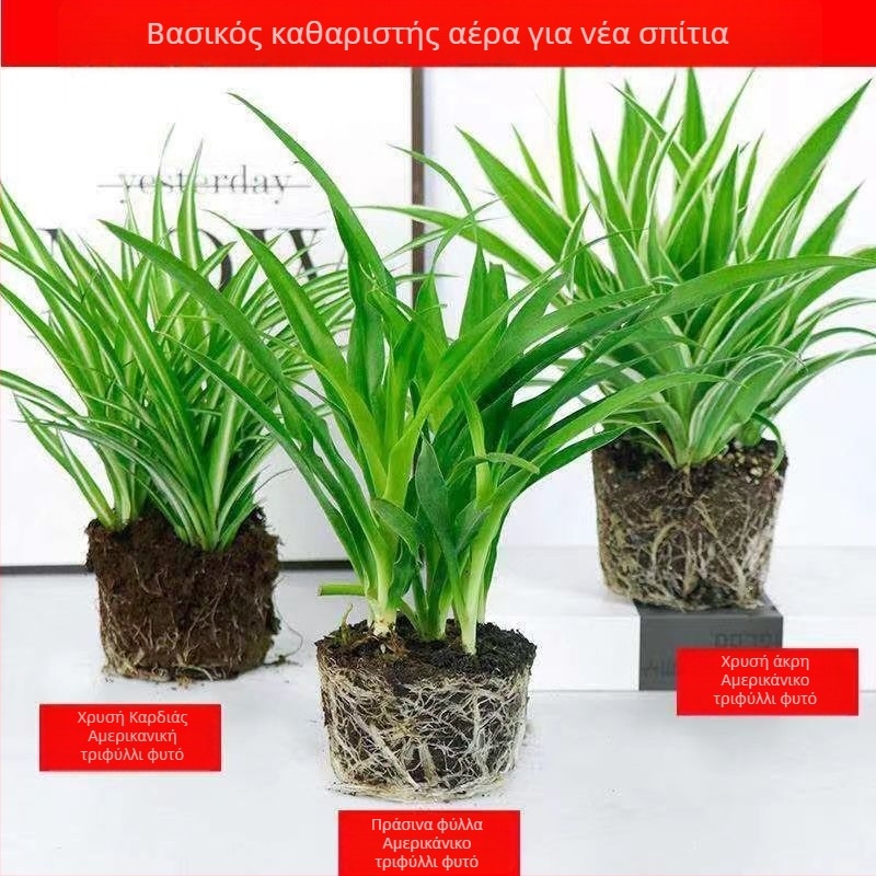 Φυτό Chlorophytum σε γλάστρα | Καθαρισμός αέρα γραφείου όλο το χρόνο και απορρόφηση φορμαλδεΰδης | Κωδικός προϊόντος AL1001022295