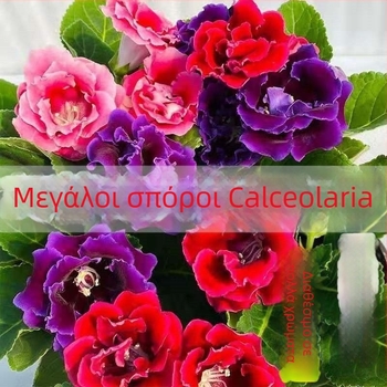 Σπόροι υβίσκου, διπλά άνθη, ποικιλία για εσωτερικό μπαλκόνι σε γλάστρες, λατρεύει τον ήλιο, με μέτριο πότισμα