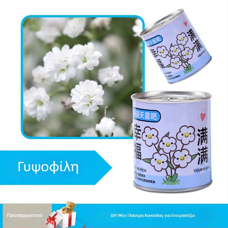 Επιτραπέζιο φυτό σε κουτί δώρου με μίγμα ηλίανθου — σπόροι εύκολοι στην καλλιέργεια, ποικιλίες: ηλίανθος, φράουλα, ντομάτα, τριφύλλι; ευδοκιμεί πάνω από 15°C, ουδέτερο φως