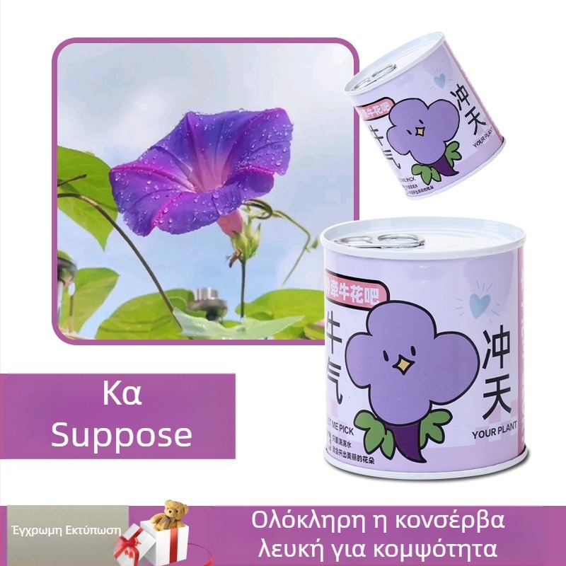 Επιτραπέζιο φυτό σε κουτί δώρου με μίγμα ηλίανθου — σπόροι εύκολοι στην καλλιέργεια, ποικιλίες: ηλίανθος, φράουλα, ντομάτα, τριφύλλι; ευδοκιμεί πάνω από 15°C, ουδέτερο φως