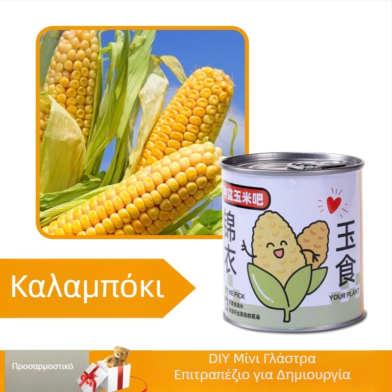 Επιτραπέζιο φυτό σε κουτί δώρου με μίγμα ηλίανθου — σπόροι εύκολοι στην καλλιέργεια, ποικιλίες: ηλίανθος, φράουλα, ντομάτα, τριφύλλι; ευδοκιμεί πάνω από 15°C, ουδέτερο φως