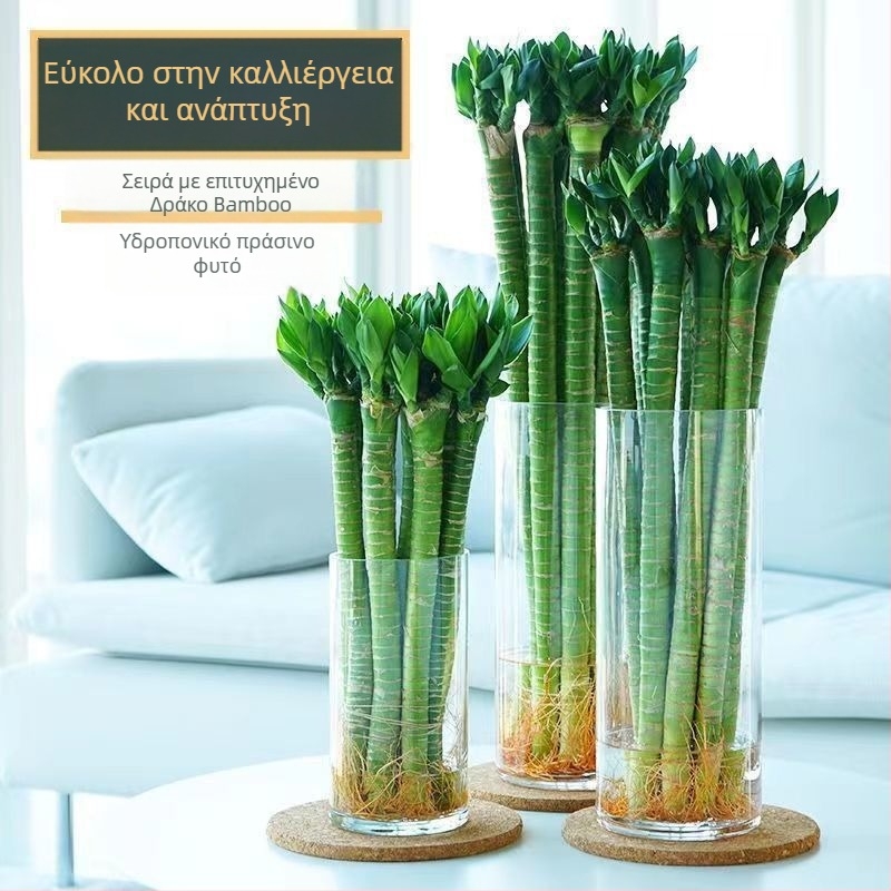 Εσωτερικός υδροπονικός μπαμπού με ρίζες — ποικιλίες Wenchang, Dragon και Fortune για σαλόνι, εύκολο στην καλλιέργεια