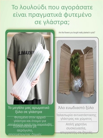 Pepperwood εσωτερικό μπονσάι σε γλάστρα – φυτό με προστασία κατά των κουνουπιών, νεαρό φυτό, μπονσάι με παλιό κορμό