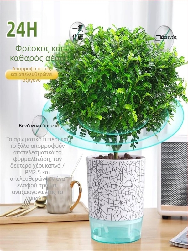 Pepperwood εσωτερικό μπονσάι σε γλάστρα – φυτό με προστασία κατά των κουνουπιών, νεαρό φυτό, μπονσάι με παλιό κορμό