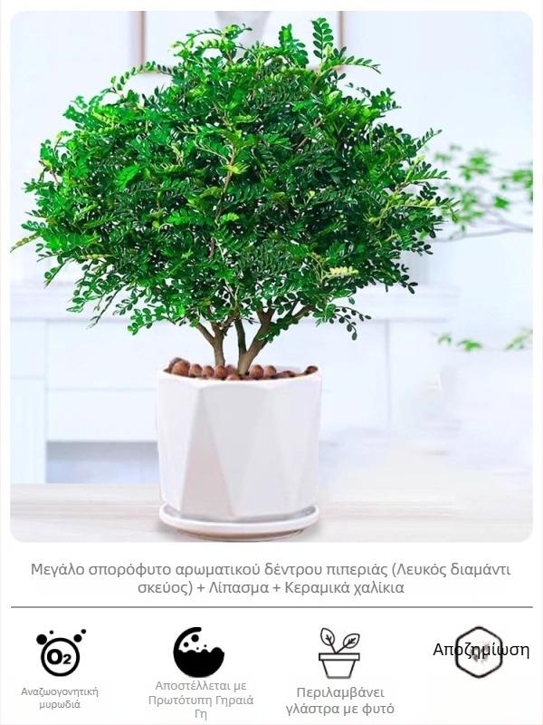 Pepperwood εσωτερικό μπονσάι σε γλάστρα – φυτό με προστασία κατά των κουνουπιών, νεαρό φυτό, μπονσάι με παλιό κορμό