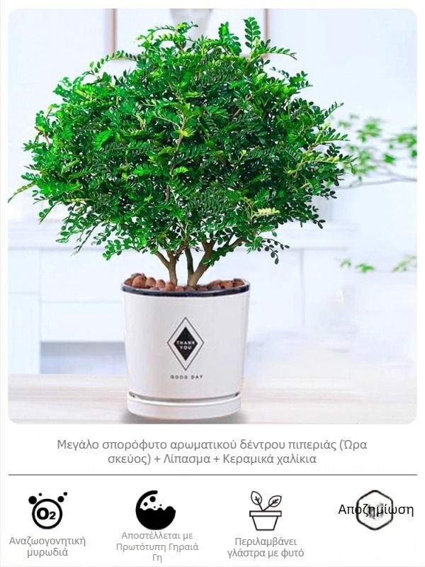 Pepperwood εσωτερικό μπονσάι σε γλάστρα – φυτό με προστασία κατά των κουνουπιών, νεαρό φυτό, μπονσάι με παλιό κορμό