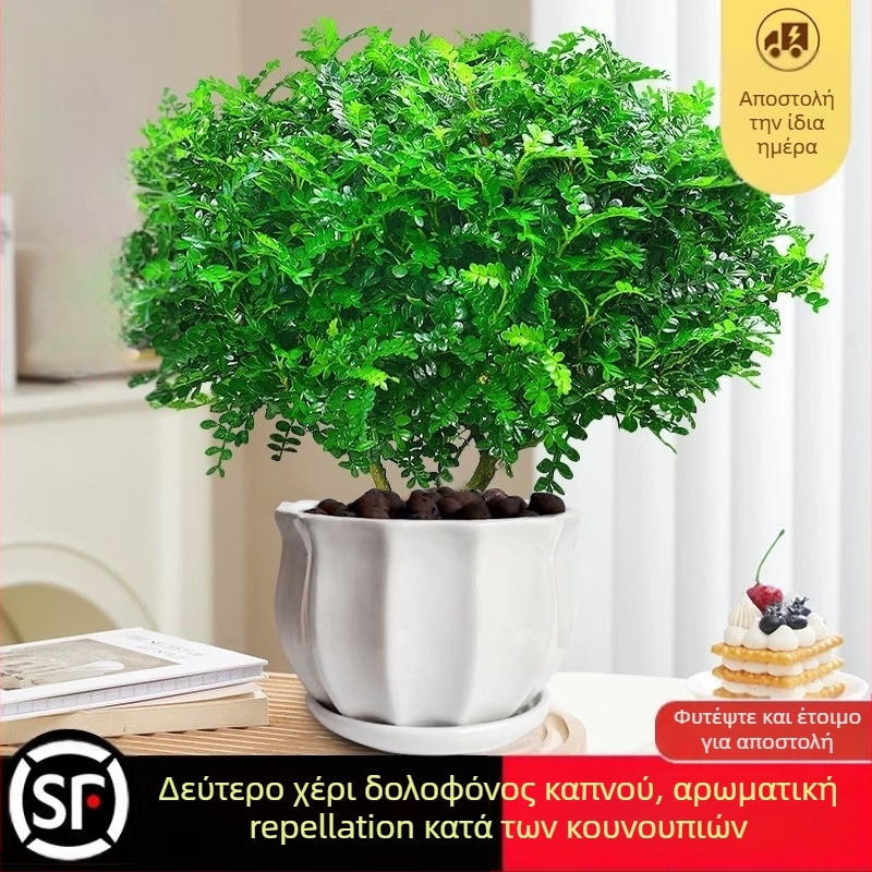 Pepperwood εσωτερικό μπονσάι σε γλάστρα – φυτό με προστασία κατά των κουνουπιών, νεαρό φυτό, μπονσάι με παλιό κορμό