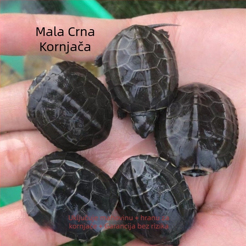 Kućna slatkovodna kornjača, marka Dongyi Yang, vrsta kornjače, šifra proizvoda SbZnN4BZ