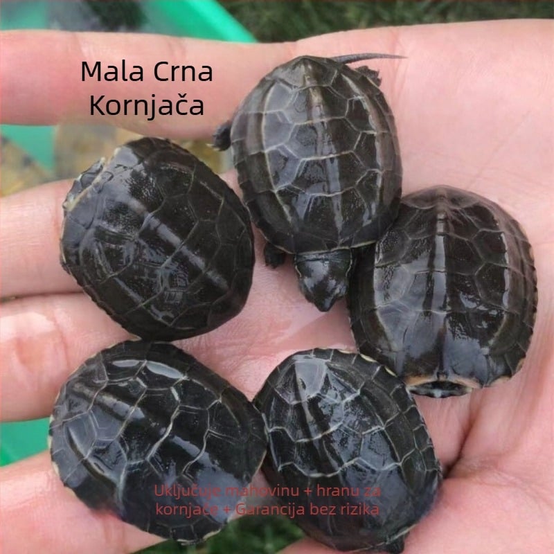 Kućna slatkovodna kornjača, marka Dongyi Yang, vrsta kornjače, šifra proizvoda SbZnN4BZ