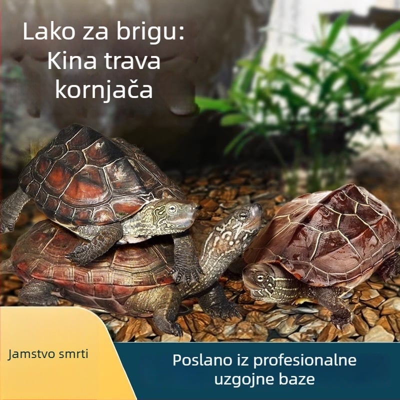 Kineska kornjača, dekorativna mlada kornjača