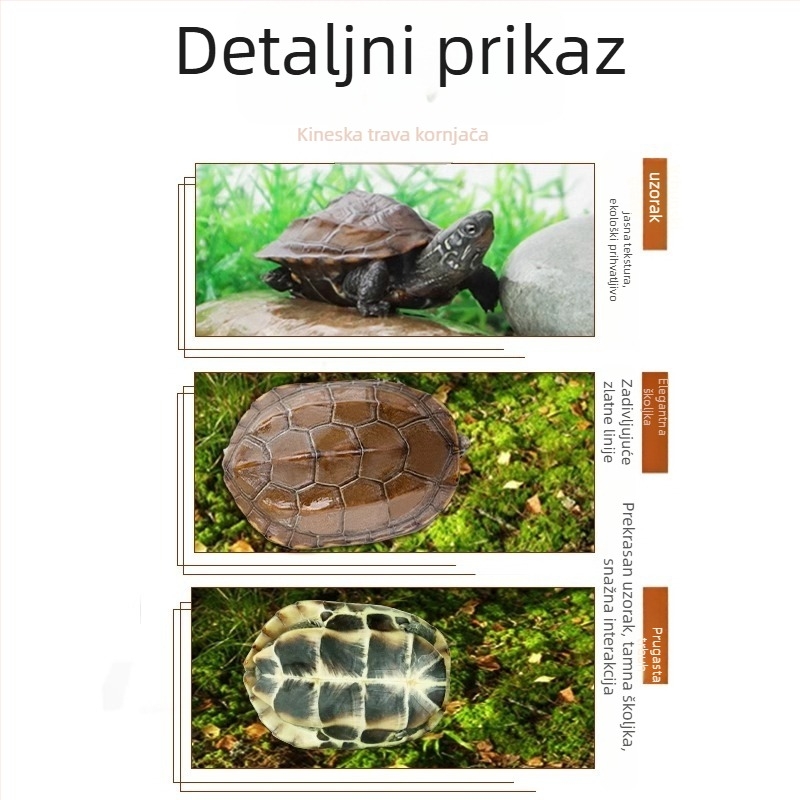 Kineska kornjača, dekorativna mlada kornjača