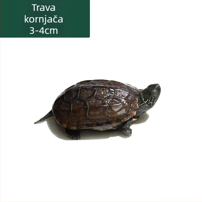 Kineska kornjača, dekorativna mlada kornjača