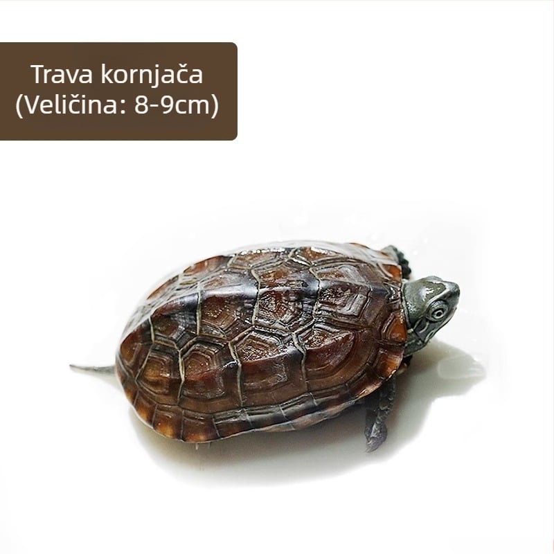 Kineska kornjača, dekorativna mlada kornjača