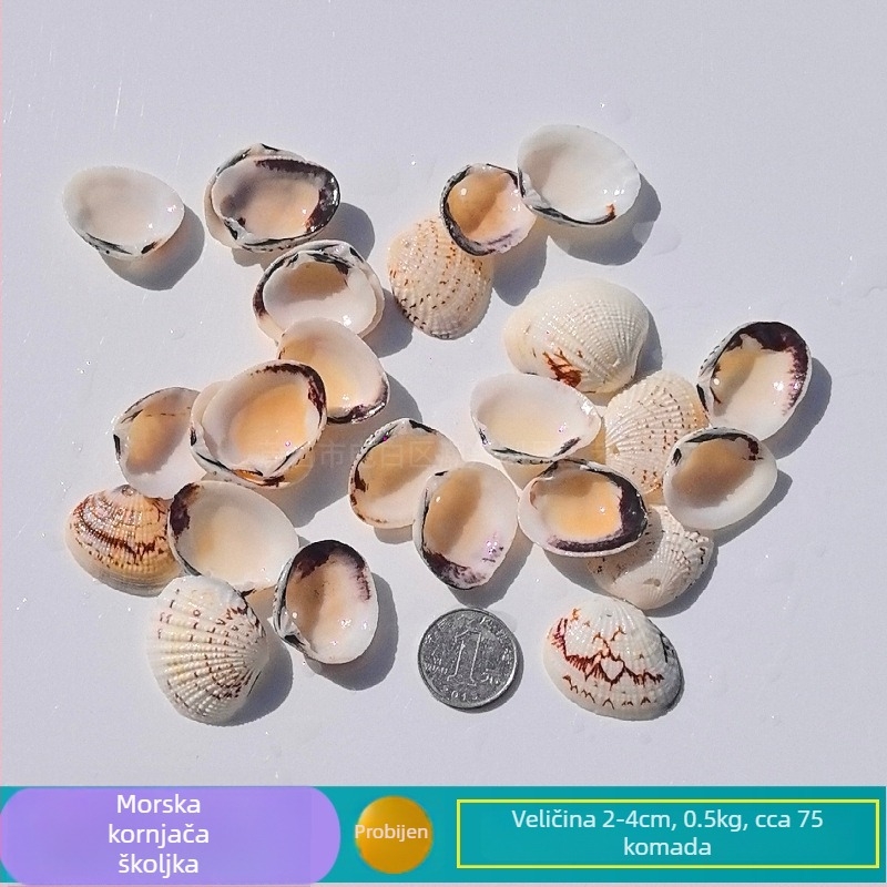 Prirodne školjke i morska zvijezda za akvarij/terarij, s perforacijama, ručno izrađena dječja fotografija okvir, DIY zvonjica vjetra i drift boca