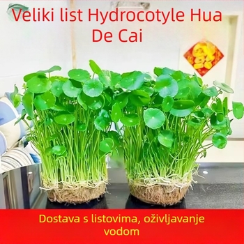 Hidroponska Pennywort biljka za pročišćavanje zraka u unutarnjem prostoru, radni stol, vječno zelena cijelu godinu, optimalna temperatura 25°C, neutralna rasvjeta