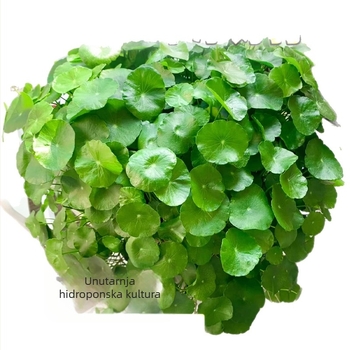 Hidroponska Pennywort biljka za pročišćavanje zraka u unutarnjem prostoru, radni stol, vječno zelena cijelu godinu, optimalna temperatura 25°C, neutralna rasvjeta