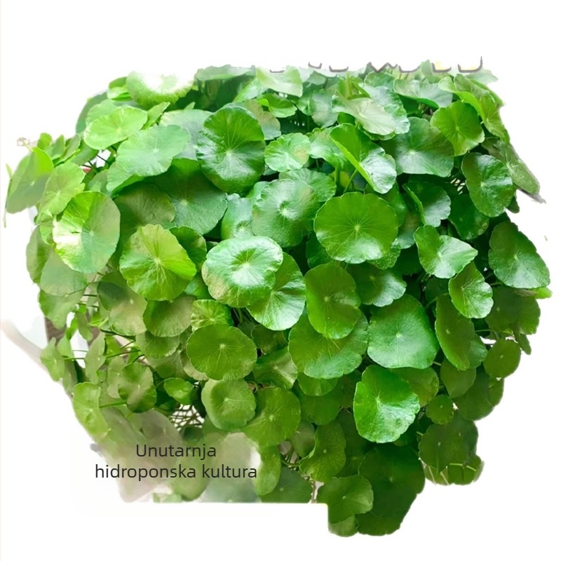 Hidroponska Pennywort biljka za pročišćavanje zraka u unutarnjem prostoru, radni stol, vječno zelena cijelu godinu, optimalna temperatura 25°C, neutralna rasvjeta