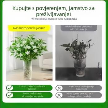 Hidroponski jasmin — unutarnja biljka za dnevni boravak i ured, bonsai za sva četiri godišnja doba, neutralno osvjetljenje, uzgoj na 25°C