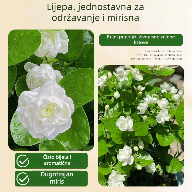 Hidroponski jasmin — unutarnja biljka za dnevni boravak i ured, bonsai za sva četiri godišnja doba, neutralno osvjetljenje, uzgoj na 25°C
