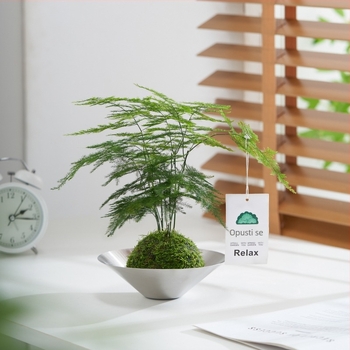 Hidroponska biljka s kuglom mahovine za ured – pročišćuje zrak, lisnata biljka