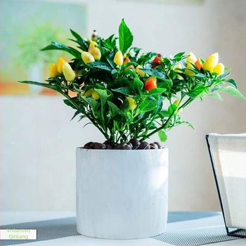 Jestiva paprika biljka u loncu za balkon ili unutrašnjost, voli sunce, normalna temperatura uzgoja