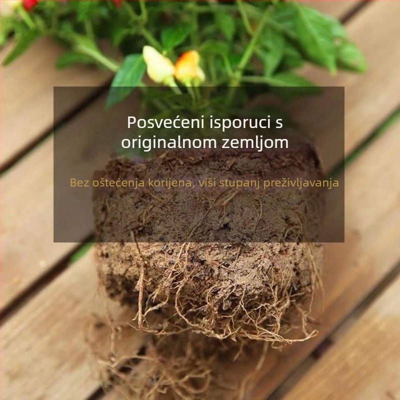 Jestiva paprika biljka u loncu za balkon ili unutrašnjost, voli sunce, normalna temperatura uzgoja