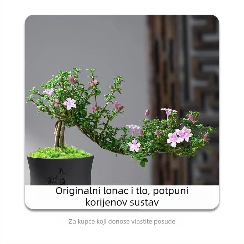 Bonsai: Red Flower June Snow bonsai - Umjerena temperatura, Neutralno osvjetljenje, Neutralno zalijevanje, Stil: Novi kineski stil, Moderni minimalistički, Pristupačan luksuz; Šifra 3344