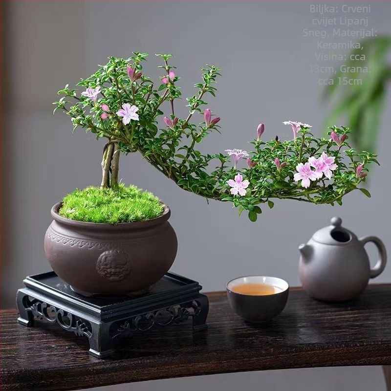 Bonsai: Red Flower June Snow bonsai - Umjerena temperatura, Neutralno osvjetljenje, Neutralno zalijevanje, Stil: Novi kineski stil, Moderni minimalistički, Pristupačan luksuz; Šifra 3344