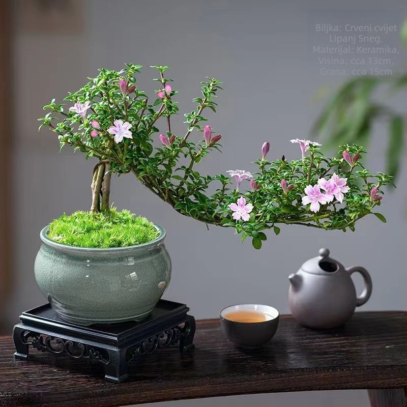 Bonsai: Red Flower June Snow bonsai - Umjerena temperatura, Neutralno osvjetljenje, Neutralno zalijevanje, Stil: Novi kineski stil, Moderni minimalistički, Pristupačan luksuz; Šifra 3344