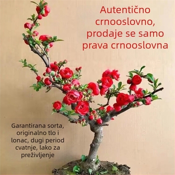 Begonija bonsai Longevity Crown s bazom za cvijeće, pogodna za unutarnje i vanjske prostore