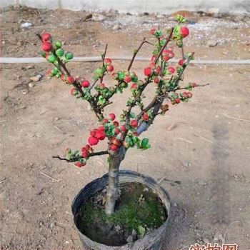 Begonija bonsai Longevity Crown s bazom za cvijeće, pogodna za unutarnje i vanjske prostore