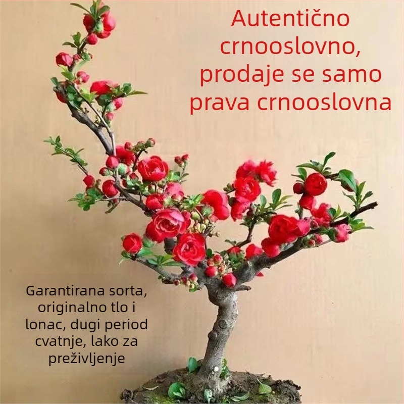 Begonija bonsai Longevity Crown s bazom za cvijeće, pogodna za unutarnje i vanjske prostore