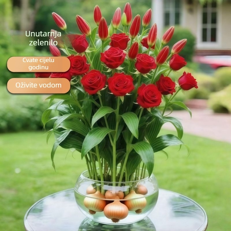 Hidroponska ruža za unutarnje prostore — biljka lišća koja pročišćava zrak za ured, optimalna temperatura uzgoja 25°C