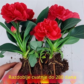 Unutarnja biljka u posudi za ured i dnevni boravak — pročišćuje zrak, uvijek zelena tijekom cijele godine