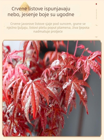 Javorov bonsai za unutarnju upotrebu, stolna biljka s zrelim debla, Jingdezhen keramična posuda, kultivar Dancer