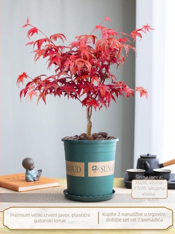 Javorov bonsai za unutarnju upotrebu, stolna biljka s zrelim debla, Jingdezhen keramična posuda, kultivar Dancer