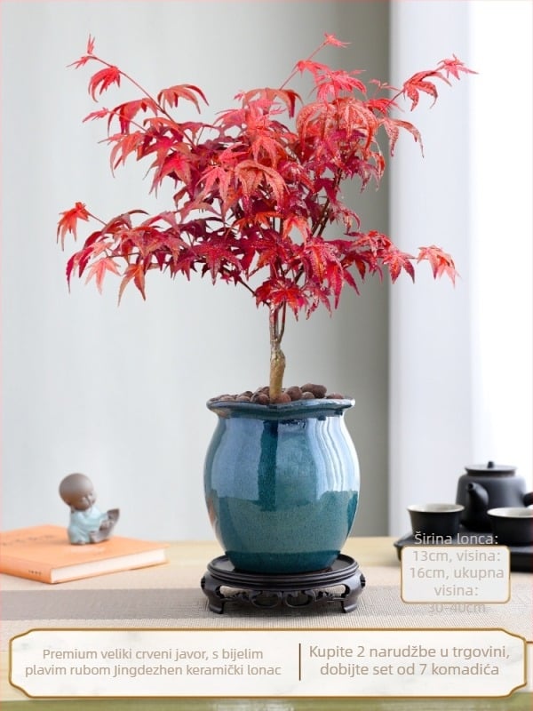 Javorov bonsai za unutarnju upotrebu, stolna biljka s zrelim debla, Jingdezhen keramična posuda, kultivar Dancer