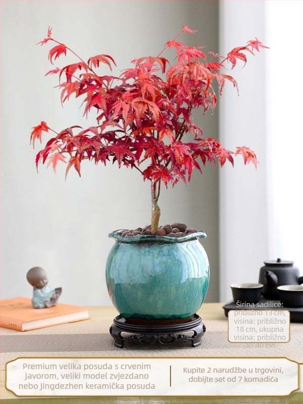 Javorov bonsai za unutarnju upotrebu, stolna biljka s zrelim debla, Jingdezhen keramična posuda, kultivar Dancer