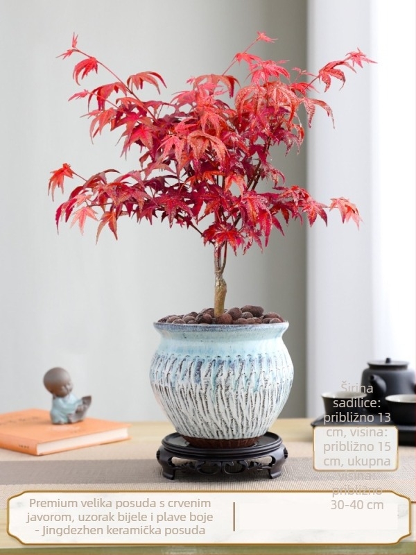 Javorov bonsai za unutarnju upotrebu, stolna biljka s zrelim debla, Jingdezhen keramična posuda, kultivar Dancer