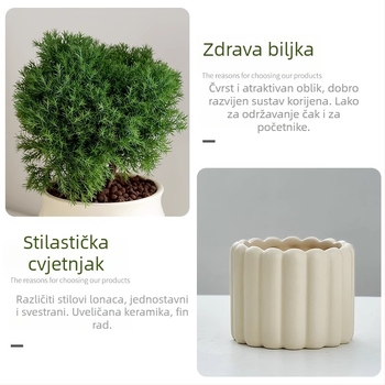 Unutarnji bor bonsaj, biljka na stol u loncu, jednostavna njega, za sve sezone — Silver World Gardening