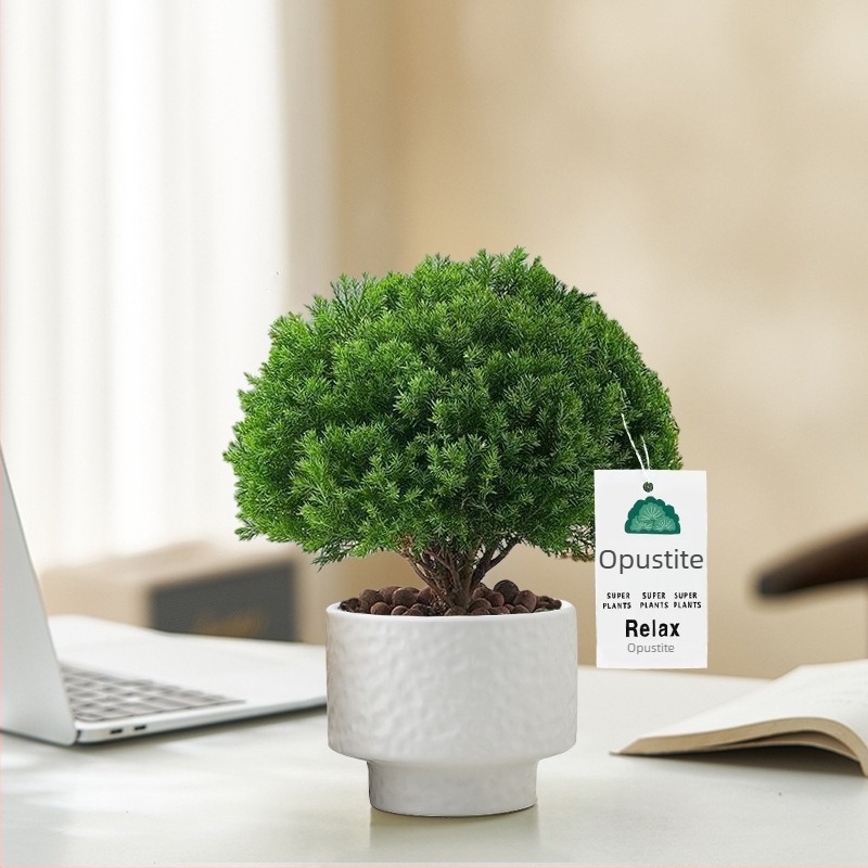 Unutarnji bor bonsaj, biljka na stol u loncu, jednostavna njega, za sve sezone — Silver World Gardening