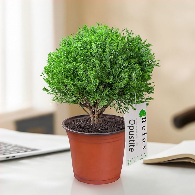 Unutarnji bor bonsaj, biljka na stol u loncu, jednostavna njega, za sve sezone — Silver World Gardening