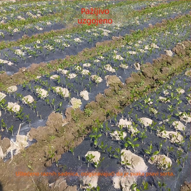 Graftovana kumkvat sadnica za posude, rodnost za 10–12 mjeseci, Guoxiang marka