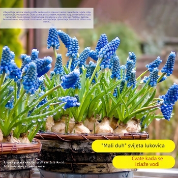 Guoxiang Holandski grozdni hijacint lukovice za uzgoj u tlu ili hidroponiji, proljetno cvjetanje, otporno na hladno, pogodno za dvorište, pročišćuje zrak