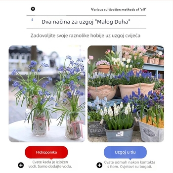 Guoxiang Holandski grozdni hijacint lukovice za uzgoj u tlu ili hidroponiji, proljetno cvjetanje, otporno na hladno, pogodno za dvorište, pročišćuje zrak