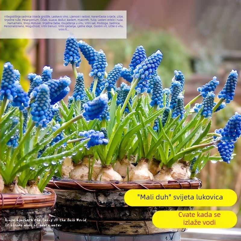 Guoxiang Holandski grozdni hijacint lukovice za uzgoj u tlu ili hidroponiji, proljetno cvjetanje, otporno na hladno, pogodno za dvorište, pročišćuje zrak