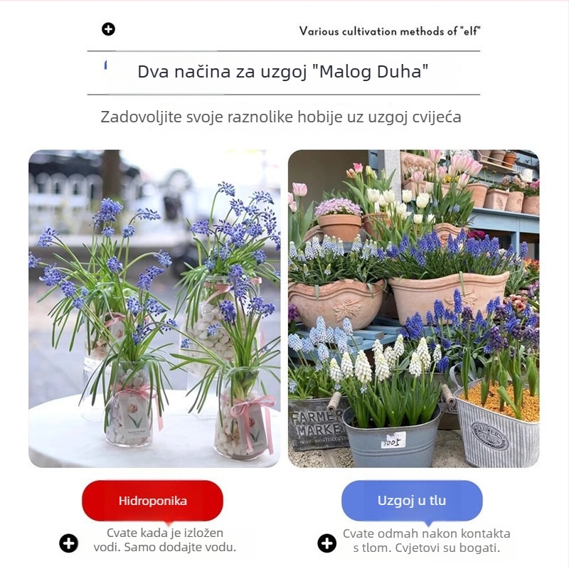 Guoxiang Holandski grozdni hijacint lukovice za uzgoj u tlu ili hidroponiji, proljetno cvjetanje, otporno na hladno, pogodno za dvorište, pročišćuje zrak